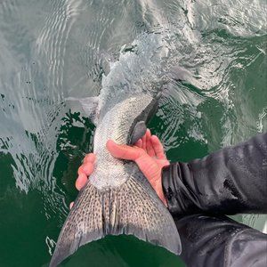 Meet your Posher, Nick